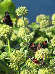 SX09141 Three Red Admiral butterflies (Vanessa atalanta).jpg